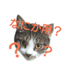 ぼたまるとちょびすけ（個別スタンプ：1）