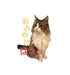 ぼたまるとちょびすけ（個別スタンプ：3）