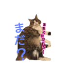 ぼたまるとちょびすけ（個別スタンプ：4）