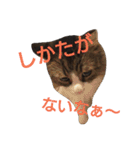 ぼたまるとちょびすけ（個別スタンプ：7）