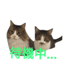 ぼたまるとちょびすけ（個別スタンプ：8）