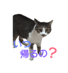 ぼたまるとちょびすけ（個別スタンプ：10）