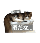 ぼたまるとちょびすけ（個別スタンプ：15）