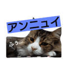 ぼたまるとちょびすけ（個別スタンプ：18）