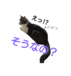 ぼたまるとちょびすけ（個別スタンプ：19）