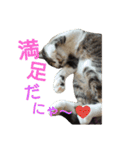 ぼたまるとちょびすけ（個別スタンプ：20）