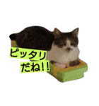 ぼたまるとちょびすけ（個別スタンプ：21）