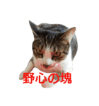 ぼたまるとちょびすけ（個別スタンプ：25）