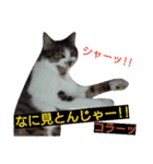 ぼたまるとちょびすけ（個別スタンプ：27）