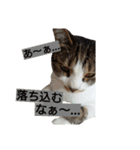 ぼたまるとちょびすけ（個別スタンプ：28）