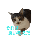 ぼたまるとちょびすけ（個別スタンプ：29）