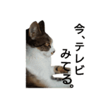 ぼたまるとちょびすけ（個別スタンプ：32）