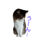 ぼたまるとちょびすけ（個別スタンプ：33）