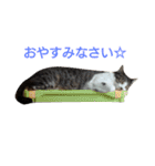 ぼたまるとちょびすけ（個別スタンプ：34）