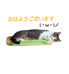ぼたまるとちょびすけ（個別スタンプ：35）