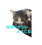 ぼたまるとちょびすけ（個別スタンプ：36）