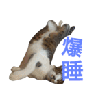 ぼたまるとちょびすけ（個別スタンプ：37）