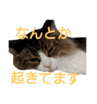 ぼたまるとちょびすけ（個別スタンプ：38）