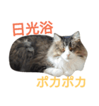ぼたまるとちょびすけ（個別スタンプ：40）