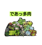 多肉植物（個別スタンプ：1）
