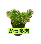 多肉植物（個別スタンプ：2）