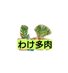 多肉植物（個別スタンプ：3）