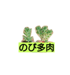 多肉植物（個別スタンプ：4）
