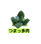 多肉植物（個別スタンプ：6）