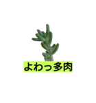 多肉植物（個別スタンプ：8）