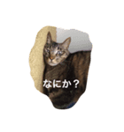 キジトラ猫スタンプ（個別スタンプ：1）