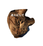 キジトラ猫スタンプ（個別スタンプ：2）