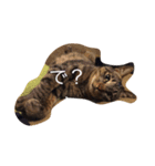 キジトラ猫スタンプ（個別スタンプ：3）