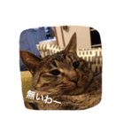 キジトラ猫スタンプ（個別スタンプ：8）