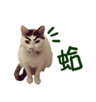I am a toilet paper, toilet paper is me（個別スタンプ：9）