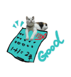 I am a toilet paper, toilet paper is me（個別スタンプ：12）