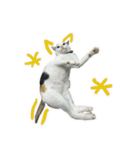 I am a toilet paper, toilet paper is me（個別スタンプ：14）