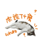 I am a toilet paper, toilet paper is me（個別スタンプ：15）