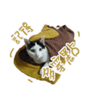 I am a toilet paper, toilet paper is me（個別スタンプ：16）