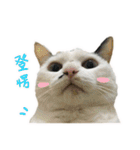 I am a toilet paper, toilet paper is me（個別スタンプ：17）