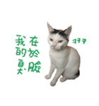 I am a toilet paper, toilet paper is me（個別スタンプ：19）
