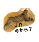 ココです。猫です。（個別スタンプ：4）