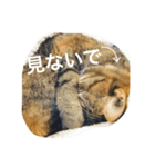 ココです。猫です。（個別スタンプ：5）