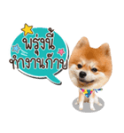 Fhew Chokchai 4 talk cute version 2（個別スタンプ：36）