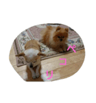 チワワ＆ポメラニアン（個別スタンプ：3）