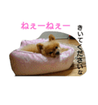 チワワ＆ポメラニアン（個別スタンプ：4）