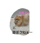 チワワ＆ポメラニアン（個別スタンプ：8）