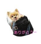 チワワ＆ポメラニアン（個別スタンプ：9）
