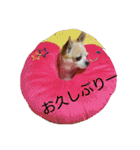 チワワ＆ポメラニアン（個別スタンプ：12）