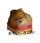 チワワ＆ポメラニアン（個別スタンプ：13）