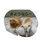 チワワ＆ポメラニアン（個別スタンプ：14）